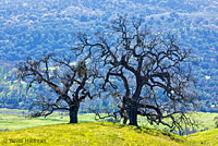 Sierran Treefrog Habitat