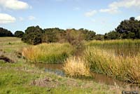 Sierran Treefrog Habitat