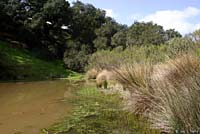 California Red-legged Frog Habitat