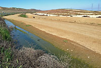 Sierran Treefrog Habitat