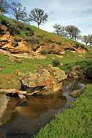 Sierran Treefrog Habitat