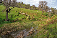 Sierran Treefrog Habitat