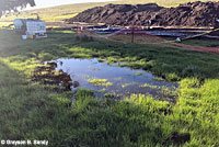 california toad habitat