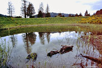 Northern Pacific Treefrog Habitat