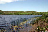 California Red-legged Frog Habitat