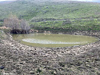 California Red-legged Frog Habitat