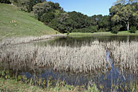 California Red-legged Frog Habitat