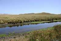 California Red-legged Frog Habitat