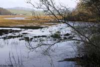 California Red-legged Frog Habitat