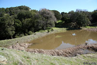 Sierran Treefrog Habitat