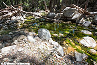 California Red-legged Frog Habitat