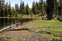 Sierran Treefrog Habitat