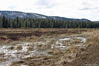 Oregon Spotted Frog Habitat
