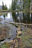 Sierra Nevada Yellow-legged Frog Habitat