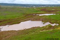 Western Spadefoot Habitat