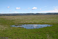 Sierran Treefrog Habitat