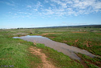 Western Spadefoot Habitat