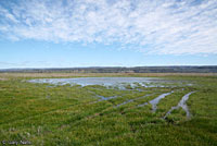 Western Spadefoot Habitat