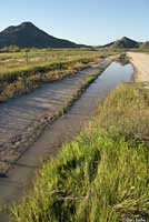 Western Spadefoot Habitat