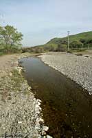 Western Spadefoot Habitat