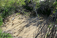 Western Spadefoot Habitat
