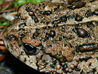 toad