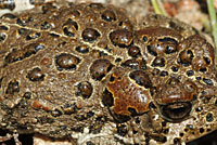 toad
