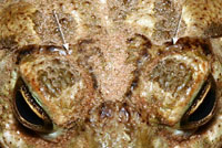 toad
