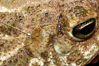 toad