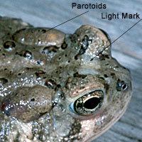 toad
