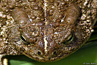 toad