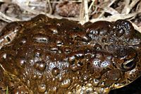 toad