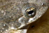 frog