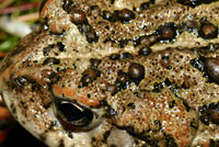 toad