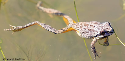 Sierran Treefrog