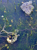 california toad eggs