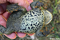 boreal toad