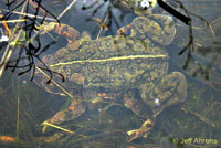 california toad