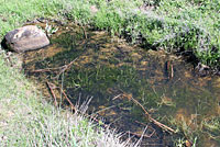 california toad tadpoles