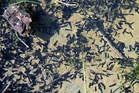 california toad tadpoles