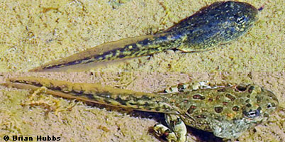 california toad tadpoles