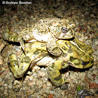 arroyo toad