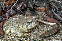 arroyo toad