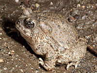 arroyo toad