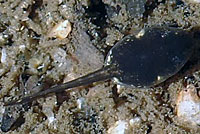 arroyo toad tadpoles