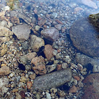 arroyo toad tadpoles