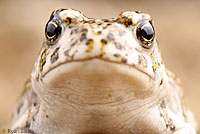 arroyo toad