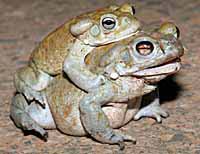 sonoran desert toad