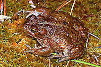 Boreal Toad