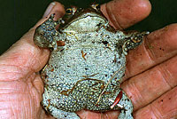 Boreal Toad